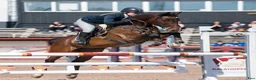 Hoppning hästar till salu: Läromästare och bästa vän - Annons 1