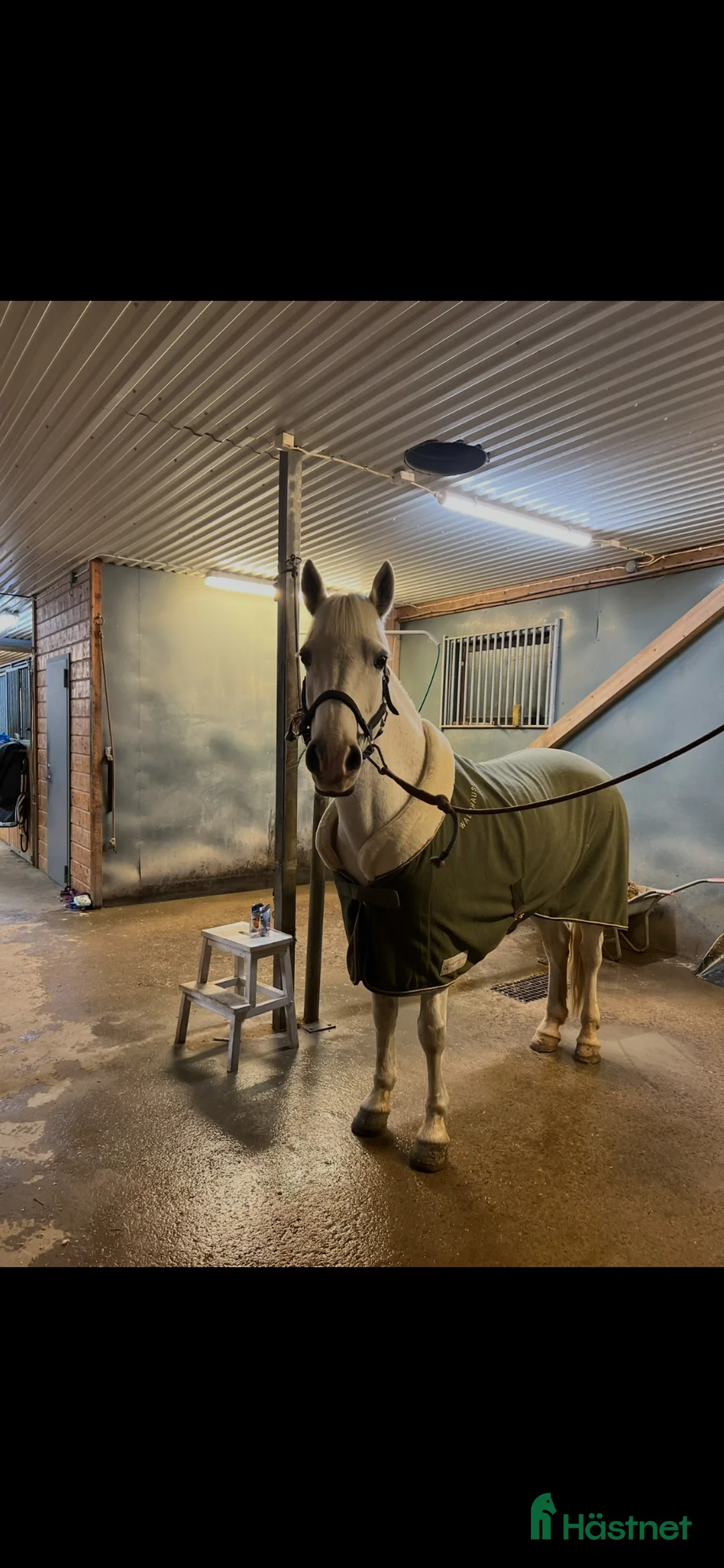  medryttarhäst finnes: Medryttare till Macha💝 - Annons 3