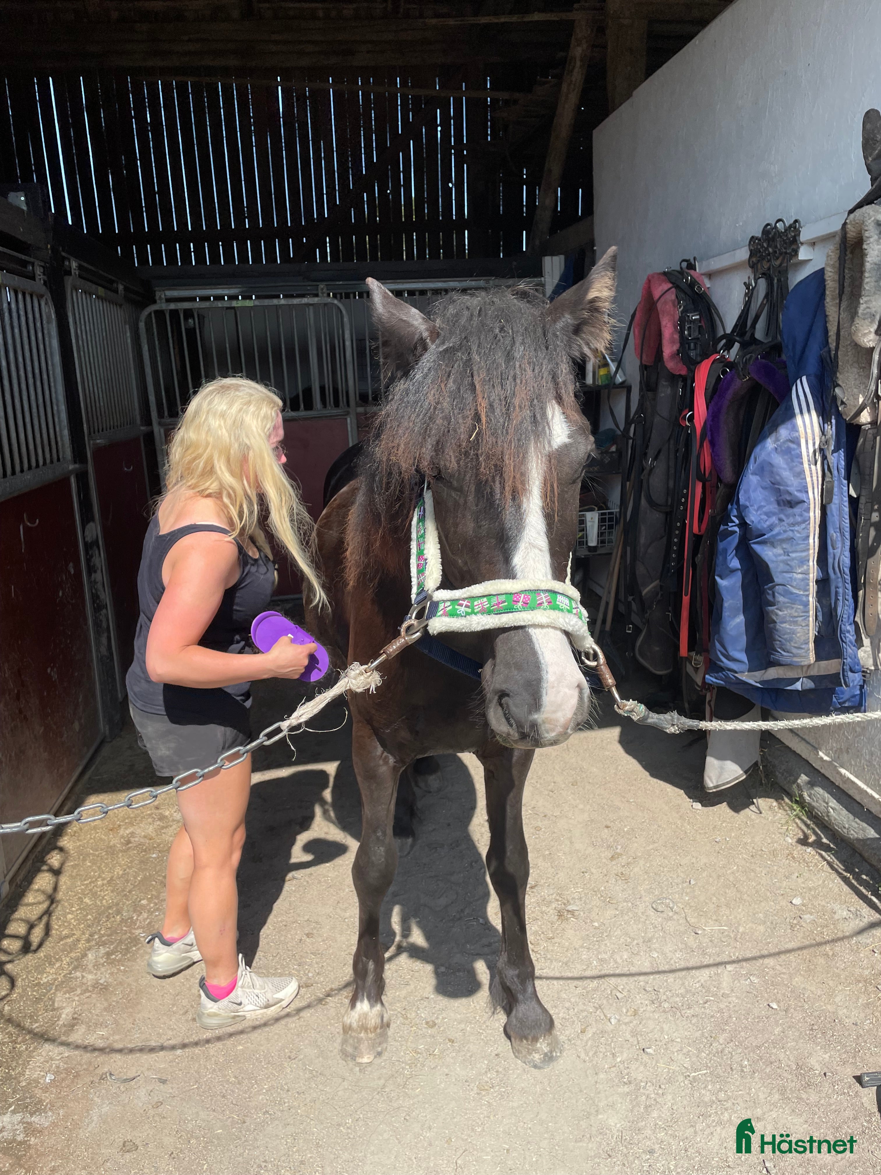  hästar Snällt kallblodsto i Västra Ämtervik - Annons 10