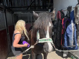 hästar Snällt kallblodsto i Västra Ämtervik - Annons 12