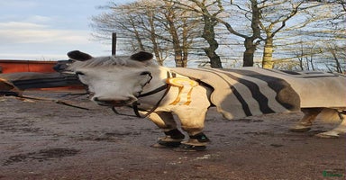  hästar i Österhaninge - Annons 7