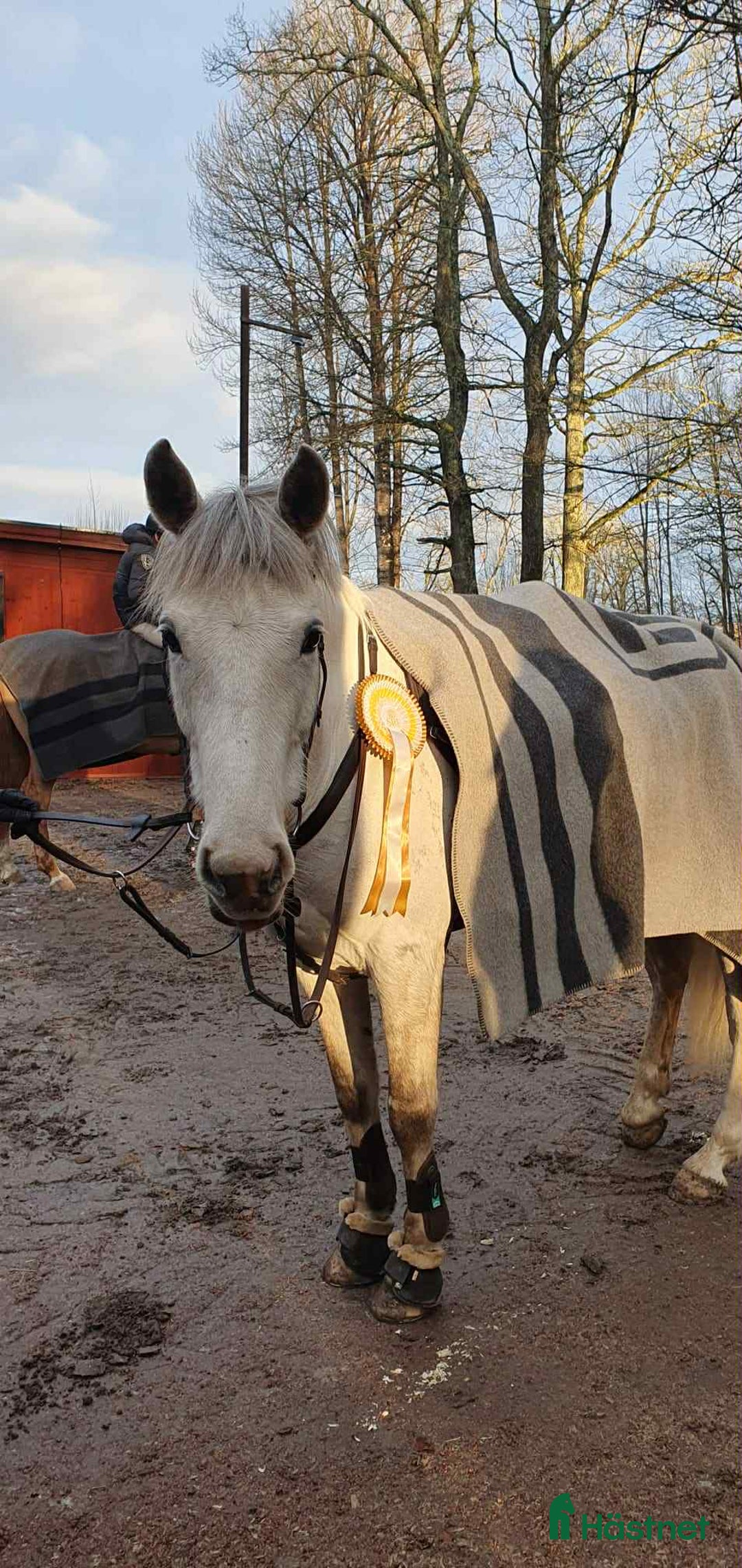 Allround hästar till salu: Positiv valack som älskar att jobba i Österhaninge - Annons 2