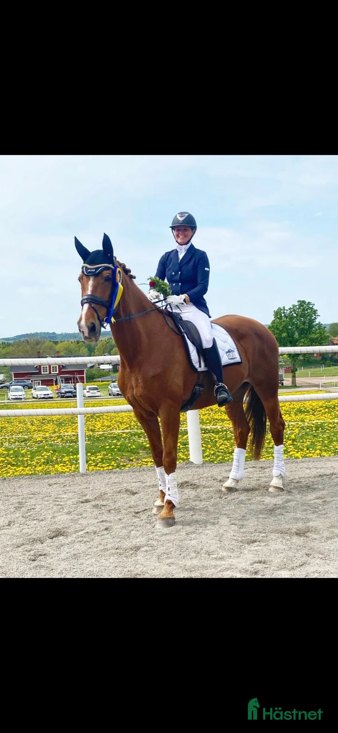 Dressyr hästar sökes: Dressyrhäst i Huskvarna - Annons 1