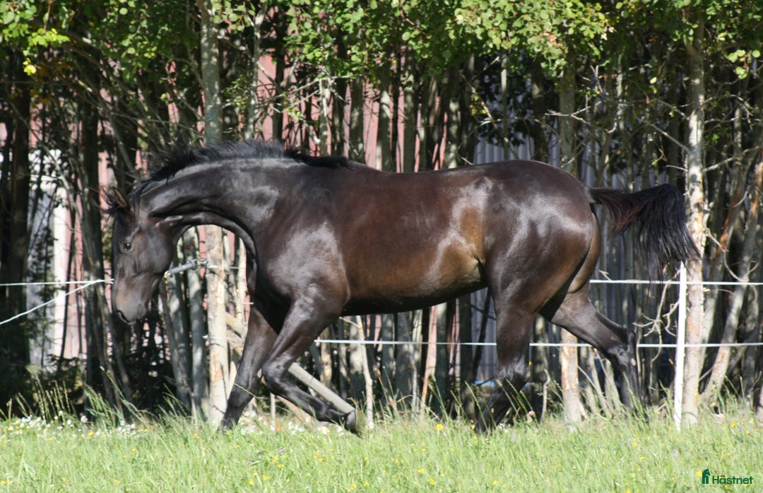 Dressyr hästar till salu: Stjärnskott efter BH Hotline! i Säffle - Annons 5