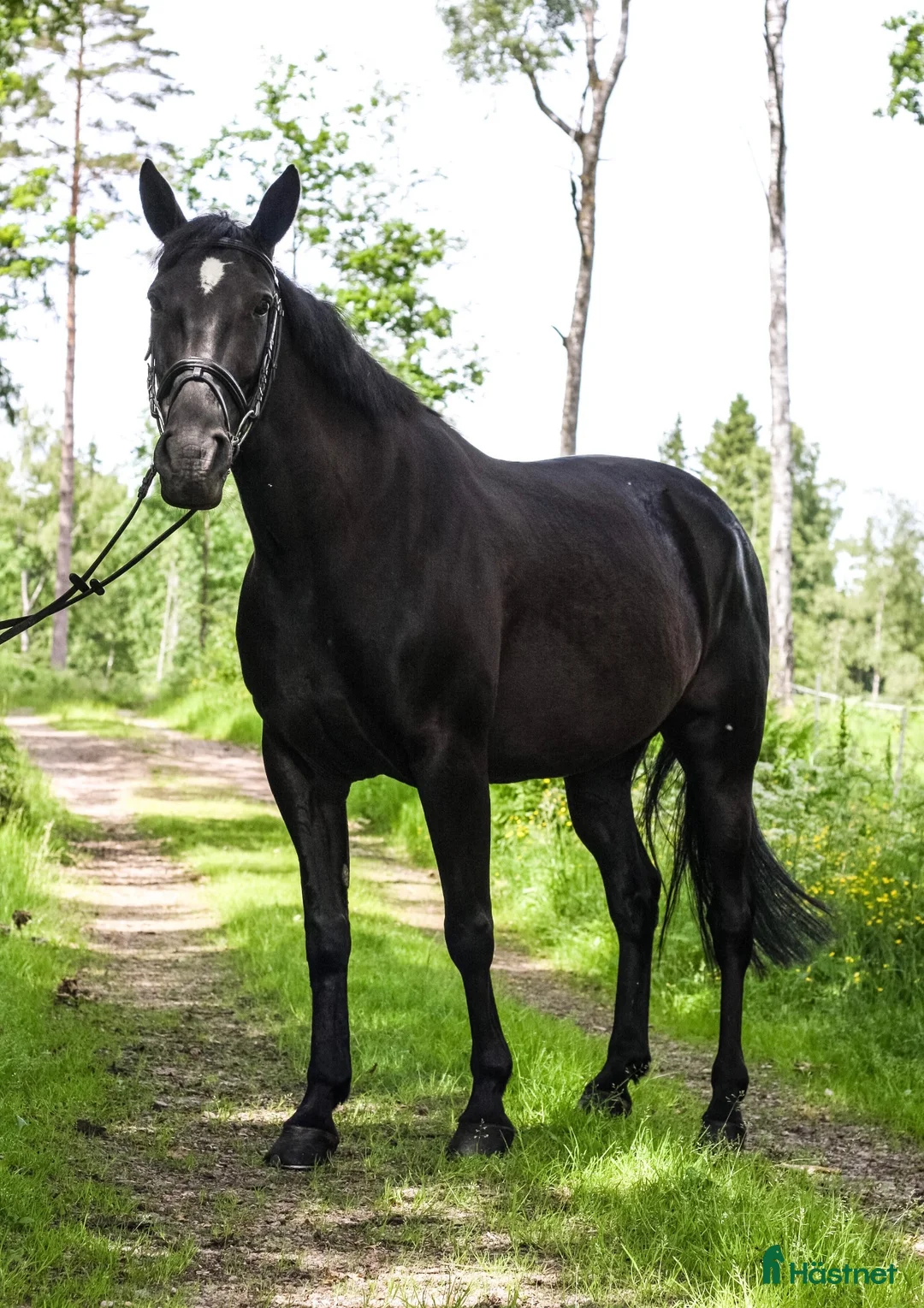 Allround hästar till salu: Bästa vän/Ridgymnasium/Mor-dotterhäst - Annons 1