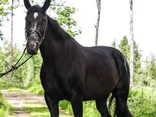 hästar Bästa vän/Ridgymnasium/Mor-dotterhäst - Annons 3