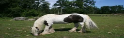 Allround hästar till salu: Vacker Irish Cob valack. - Annons 1