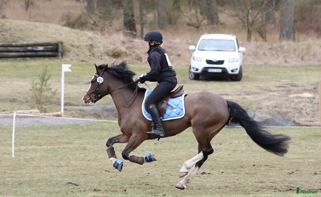  foderhäst finnes: Läromästare & tränings kompis - Annons 2