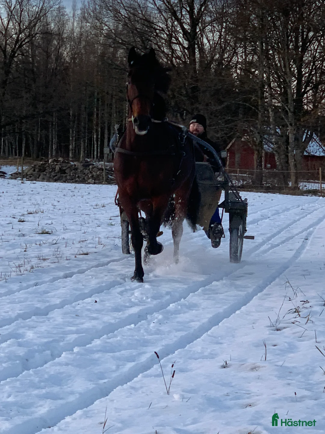 Övrigt hästar till salu: Ridtravare i Vollsjö - Annons 3