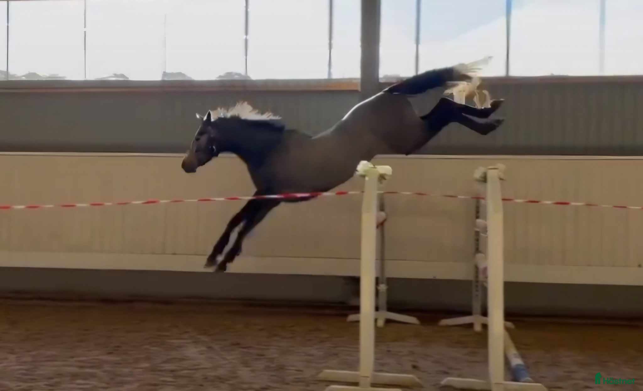  hästar Trevlig 4åring efter Dom perignon Z - Annons 1