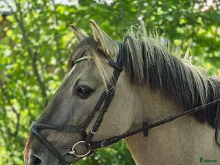 hästar Härlig C ponny - Annons 5