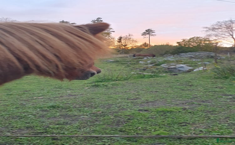  hästar i Rånäs - Annons 17