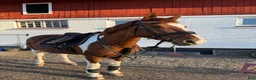 Allround hästar till salu: Rolig allroundhäst!  - Annons 2