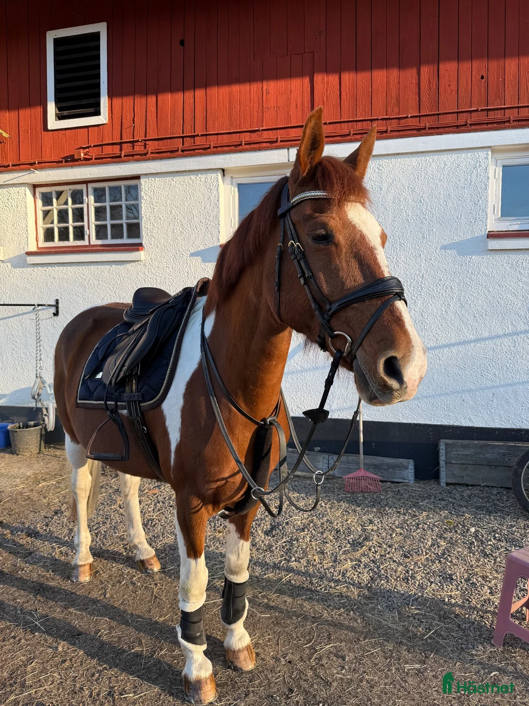 Allround hästar till salu: Rolig allroundhäst!  - Annons 2