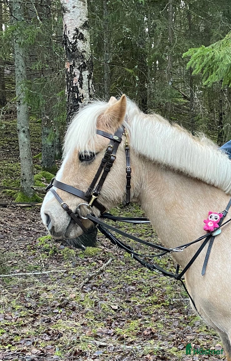 Träns hästutrustning till salu: Brunt dyon träns! i Täby - Annons 2