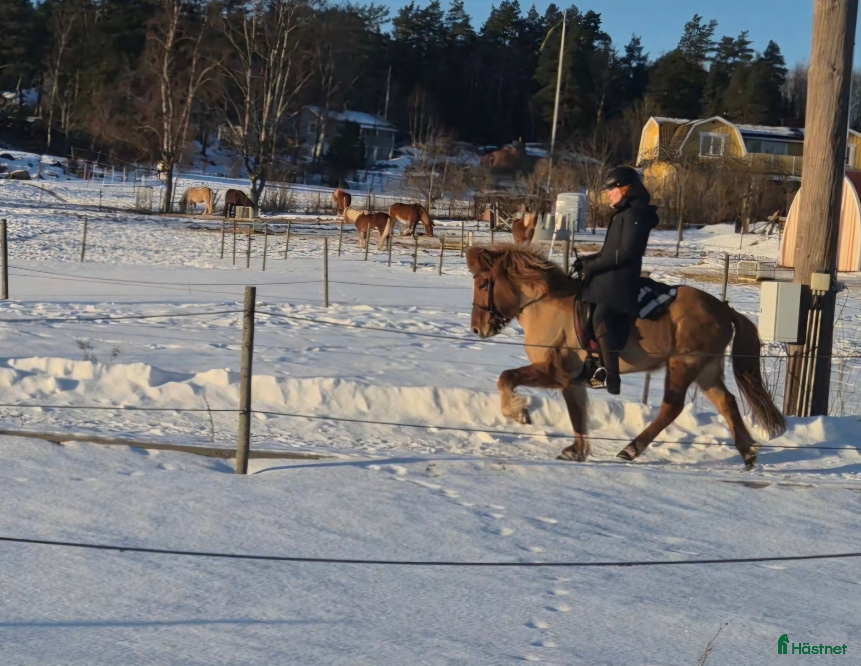  hästar Uttrycksfullt femgångssto! - Annons 19