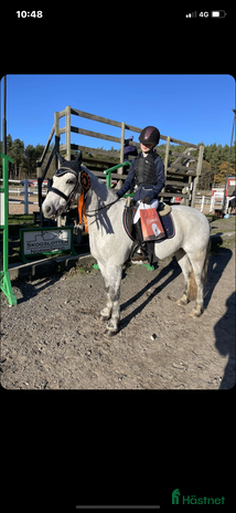 hästar i Norrköping - Annons 17