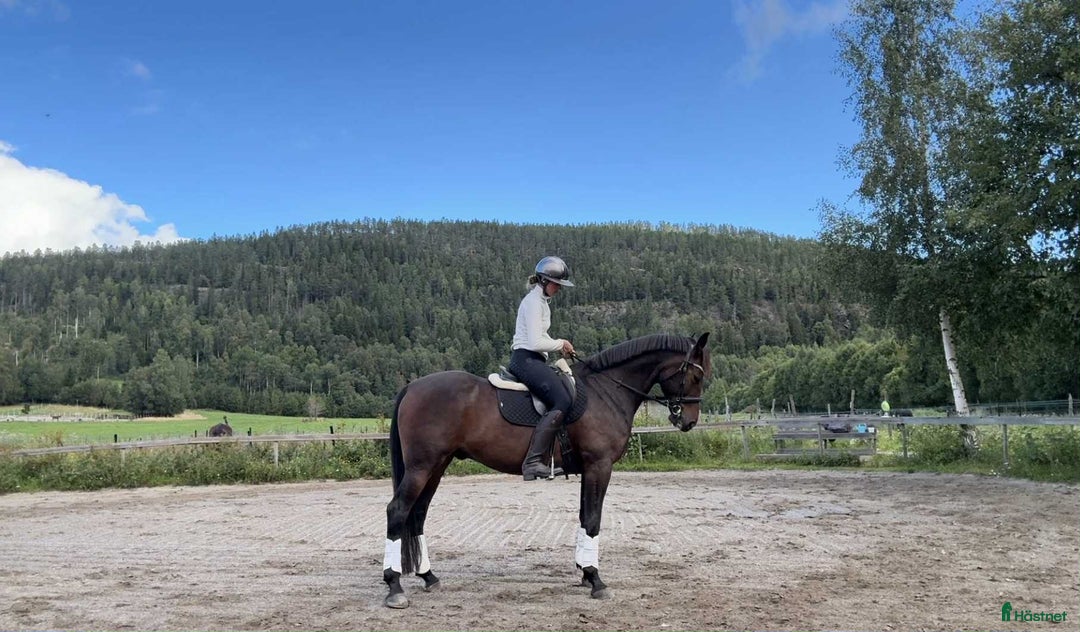 Allround hästar till salu: Ridtravare söker ett för alltid hem i Sundsvall - Annons 6