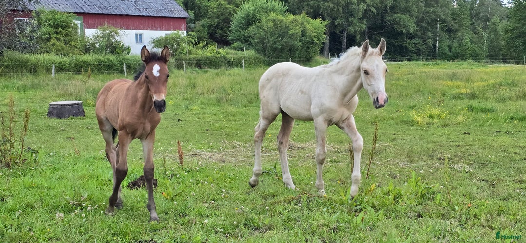 Dressyr hästar till salu:  PRE kille för den kräsna 💙 Palomino. Passa på i Veddige - Annons 11
