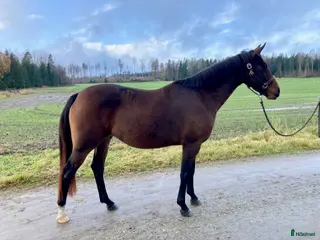 hästar Avelssto dräktig med Majestic Justice i Salbohed - Annons 15