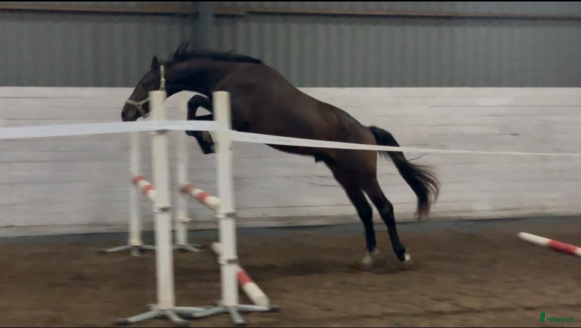  hästar 2-års valack med mycket scoop! i Helsingborg - Annons 15