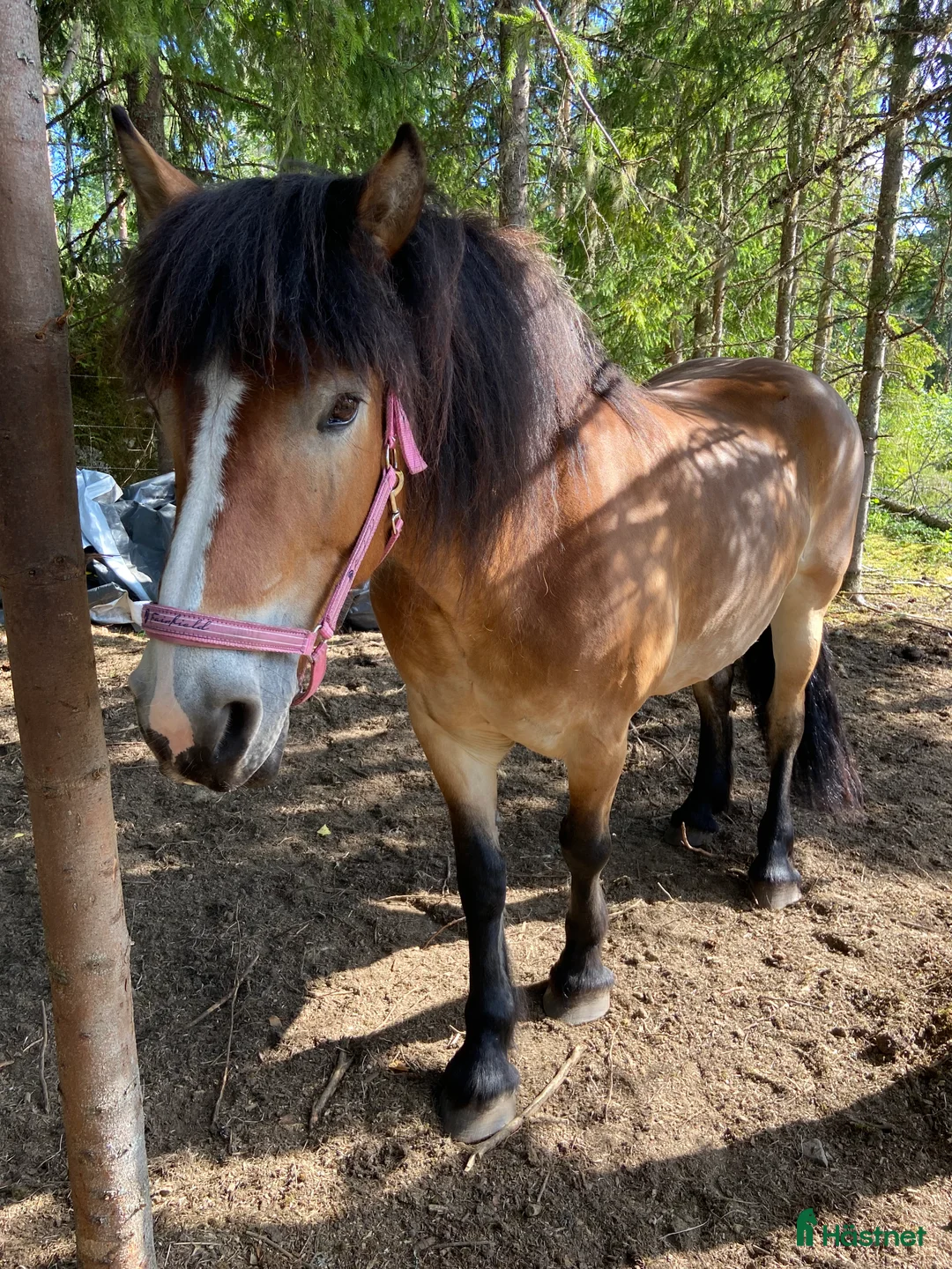Allround hästar till salu: ⭐️Söker sin rätta människa⭐️ - Annons 4