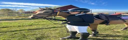 Hoppning hästar till salu: Framtida SM ponny! - Annons 2