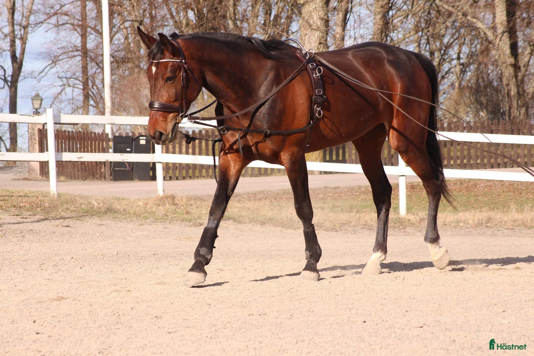  foderhäst finnes: Medryttare sökes till Ljusterö  i Bergshamra - Annons 2