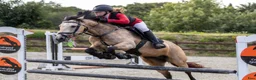 Hoppning hästar till salu: D pony til salg - Annons 2