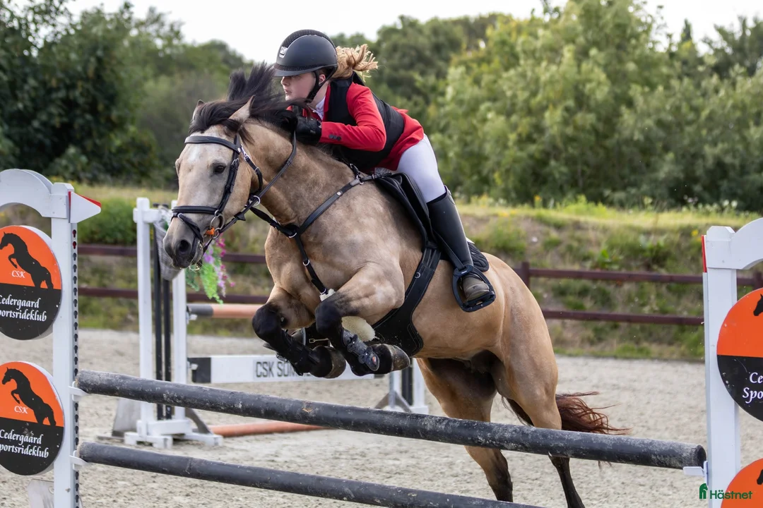 Hoppning hästar till salu: D pony til salg - Annons 2