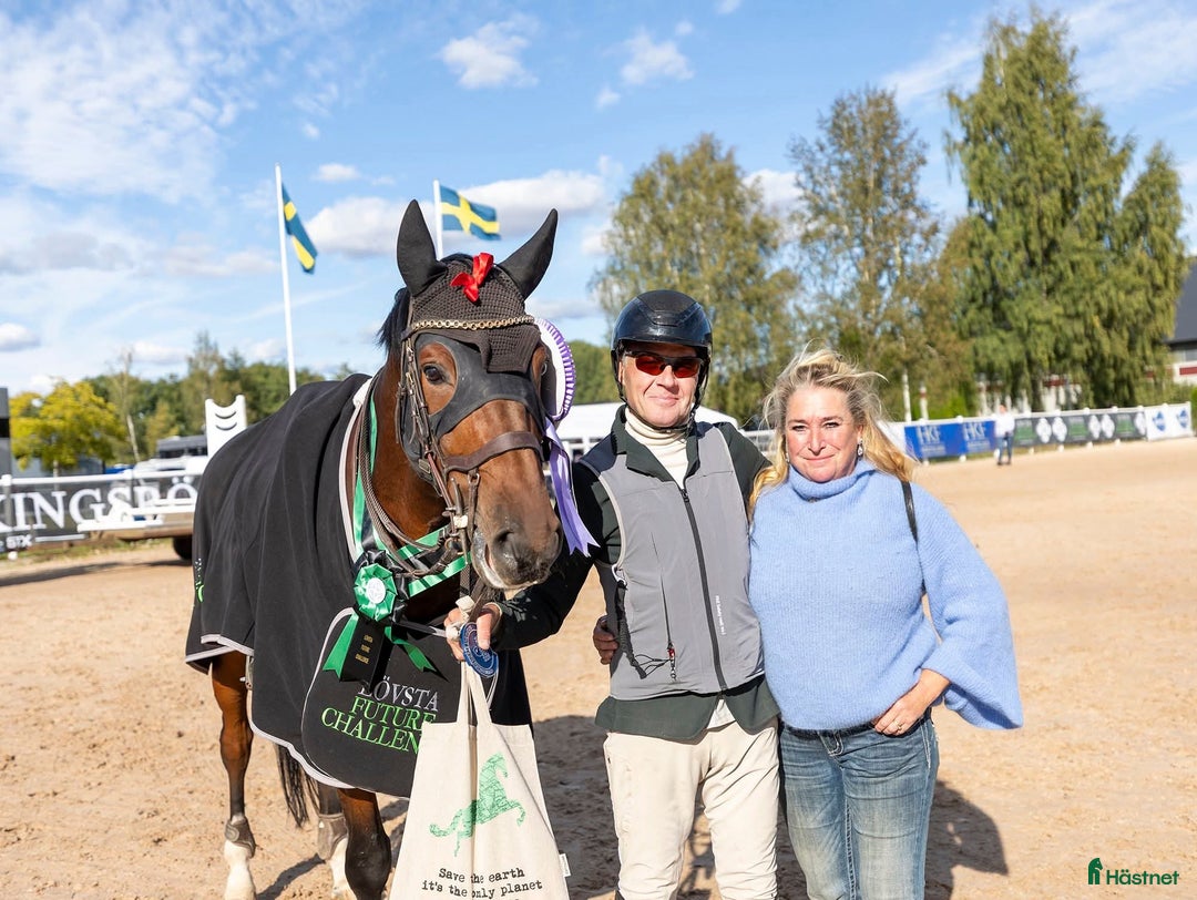 Hoppning hästar till salu: En av Sveriges bästa 6 åringar i Kungsängen - Annons 2