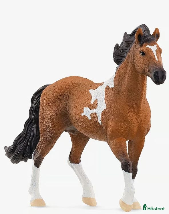  hästar Skäck sökes för hobby/allround - Annons 13