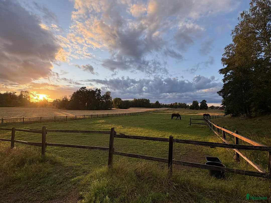  stallplats finnes: Helinackordering Almunge i Almunge - Annons 8