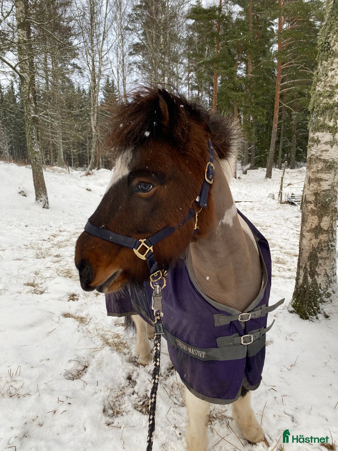 Island hästar till salu: Lúcas från Snararp -10-årig femgångare i Katrineholm - Annons 1