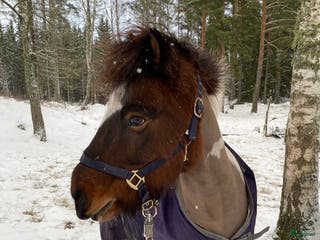 hästar Lúcas från Snararp -10-årig femgångare i Katrineholm - Annons 2