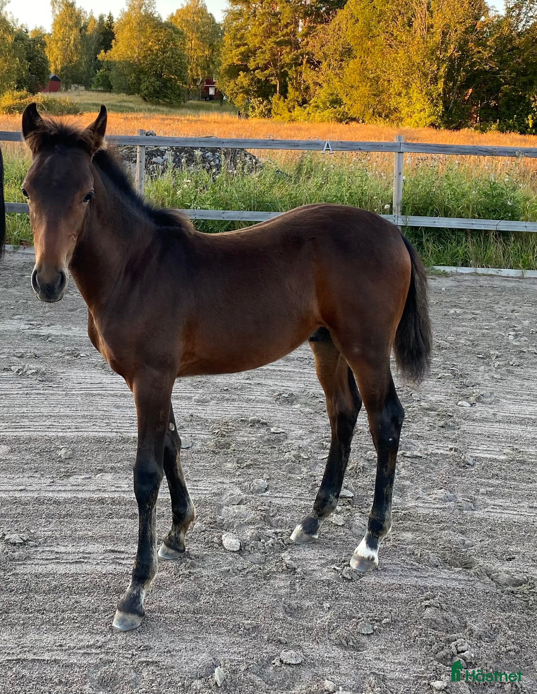 hästar Hingstföl efter Converse All Star, A1 försäkrad i Alunda - Annons 17