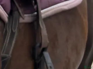 Stigbyglar hästutrustning Freejump pro i Habo - Annons 3