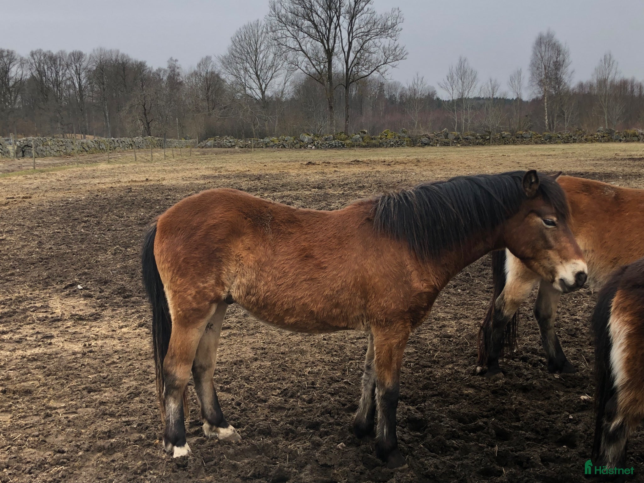  hästar Gotlandsruss - Annons 2
