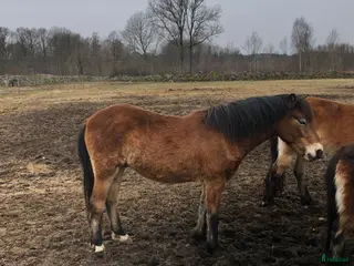 hästar Gotlandsruss - Annons 2