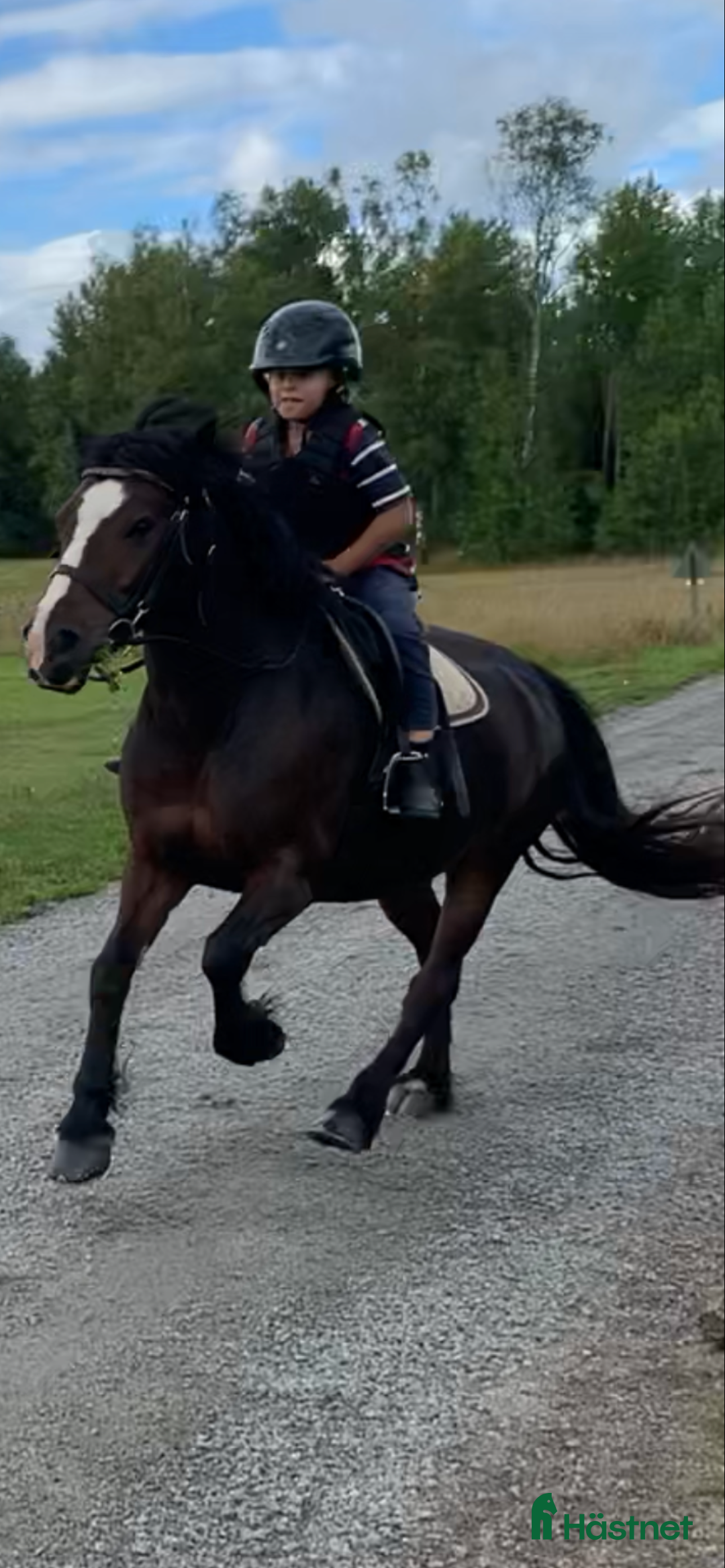 Övrigt hästar till salu: Maxad B-ponny som älskar arbete - och frihet i Vallentuna - Annons 8