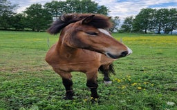 Island hästar till salu: Hästen man aldrig har tråkigt med i Istorp - Annons 2
