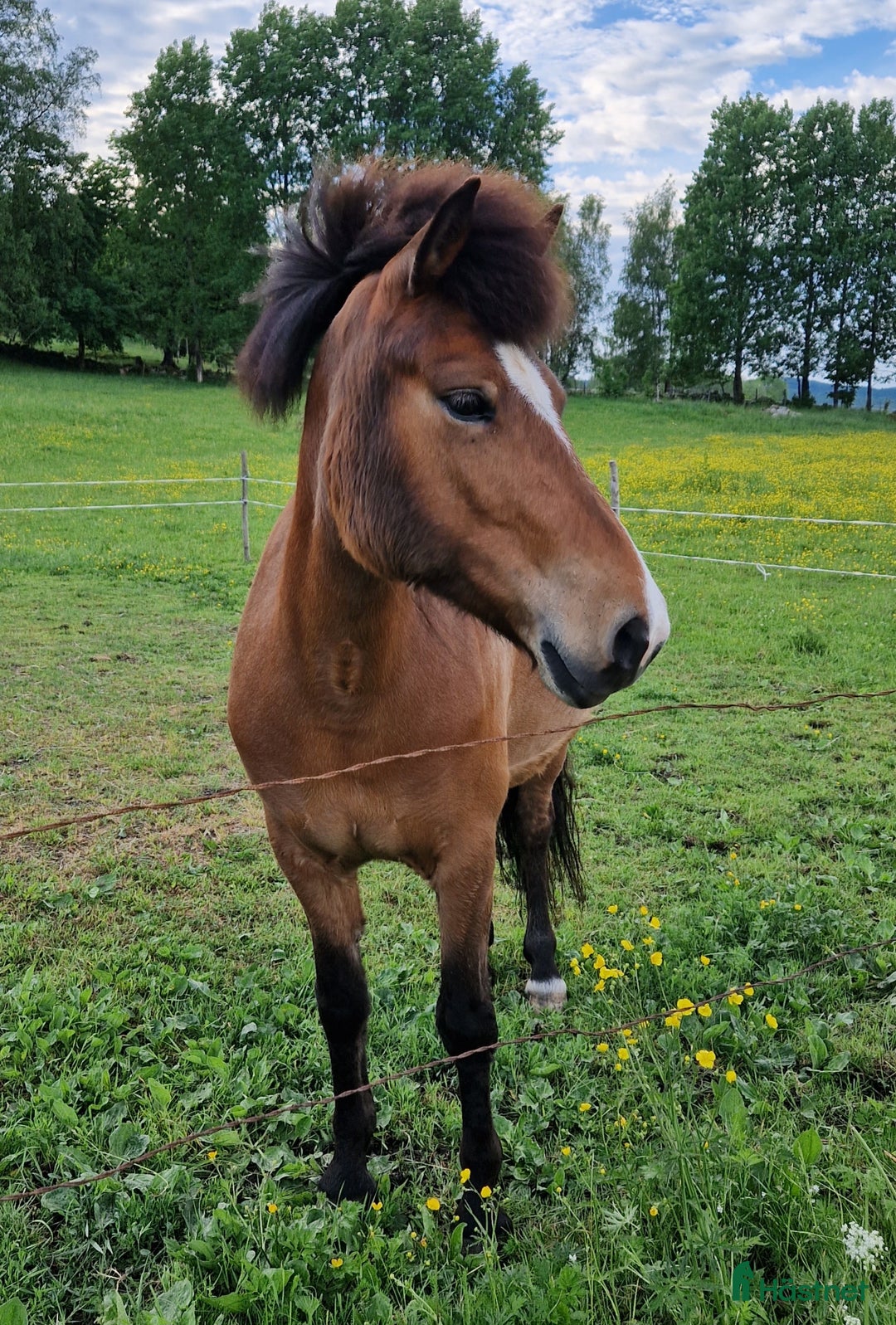 Island hästar till salu: Hästen man aldrig har tråkigt med i Istorp - Annons 2
