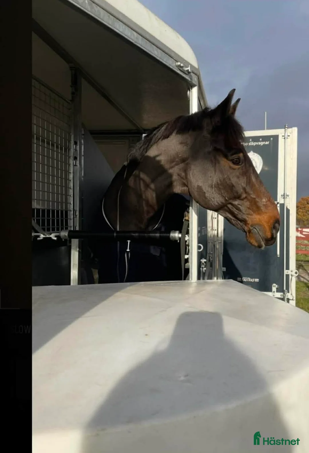 Hästtransporter  fordon & transport till salu: Fautras Provan – 2-hästars hästsläp  i Karlskrona - Annons 2