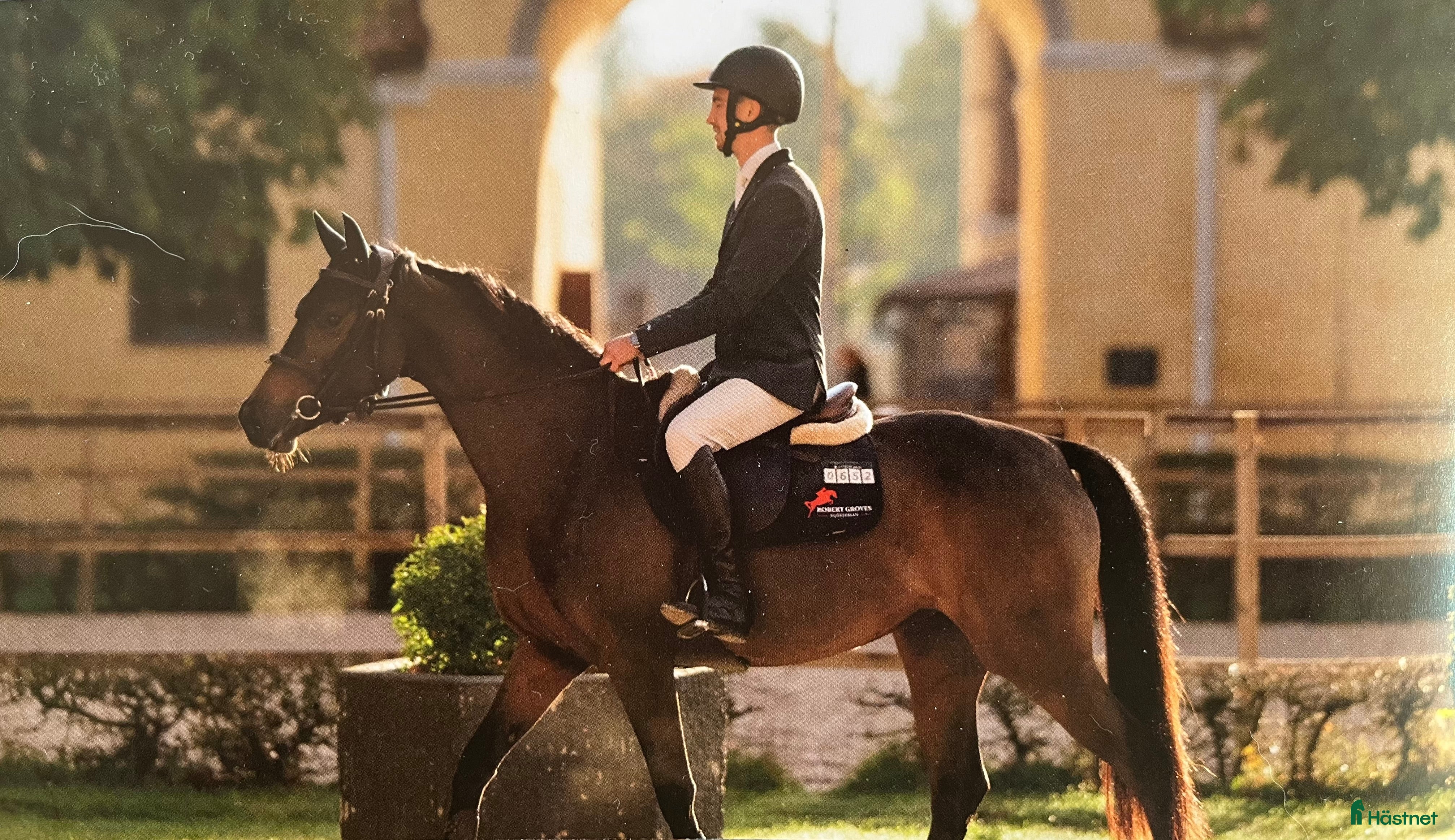  hästar Superfin tävlingshäst!  i Ingelstad - Annons 5