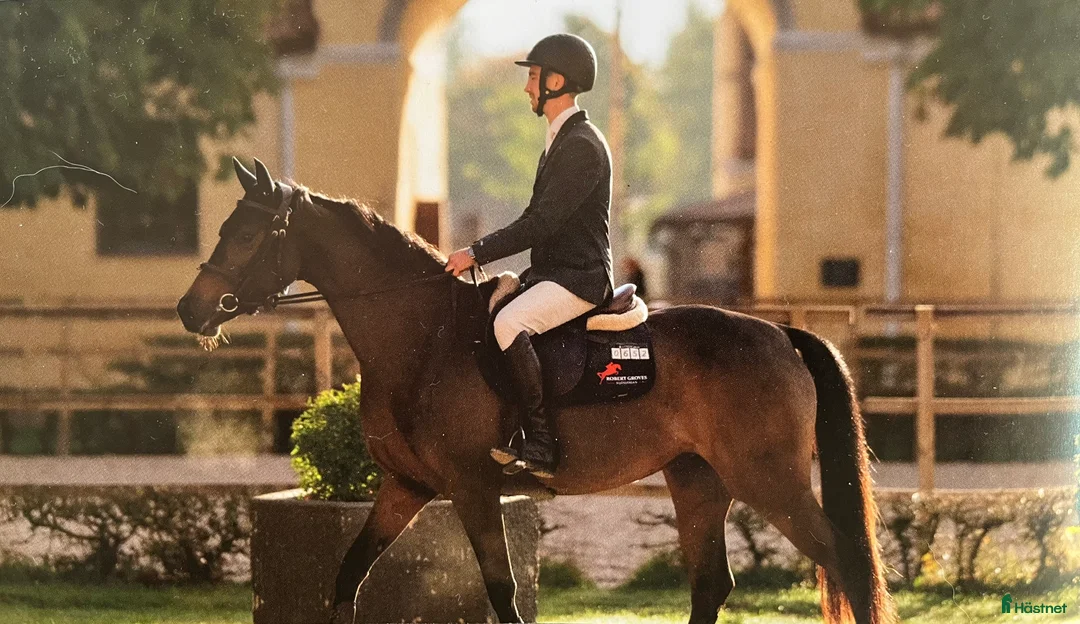 Hoppning hästar till salu: Superfin tävlingshäst!  i Ingelstad - Annons 1