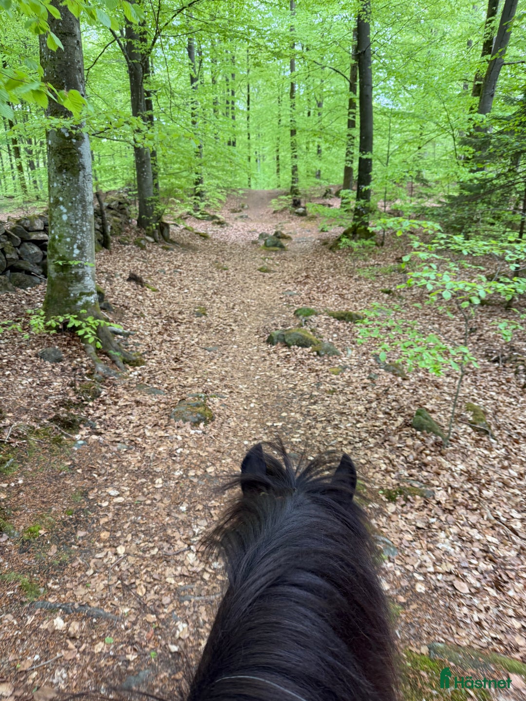  stallplats finnes: Granetorps Framtid 🥰 - lösdrift för islandshästar i Tyringe - Annons 10