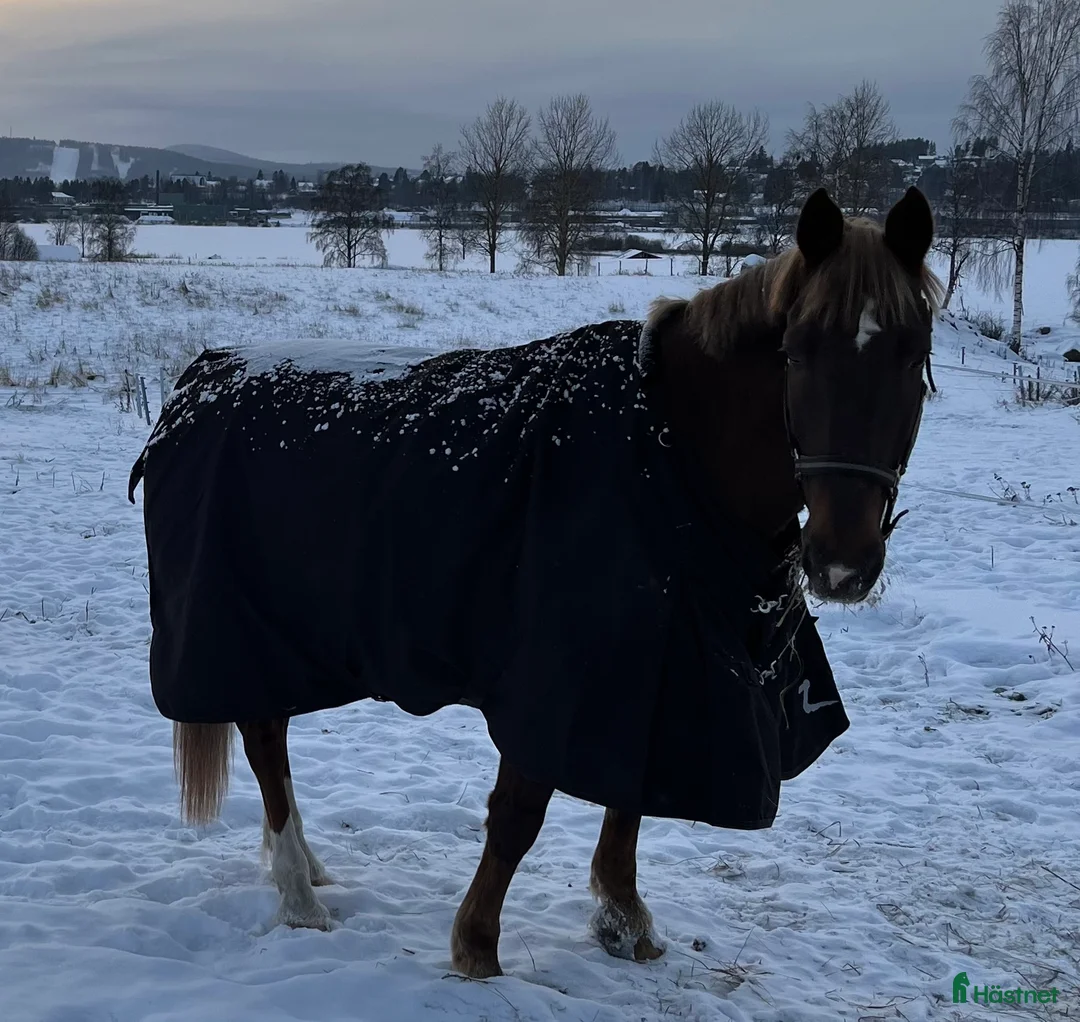 Täcken hästutrustning till salu: Tjockt täcke  i Edsbyn - Annons 1