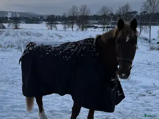 Täcken hästutrustning Tjockt täcke i Edsbyn - Annons 21