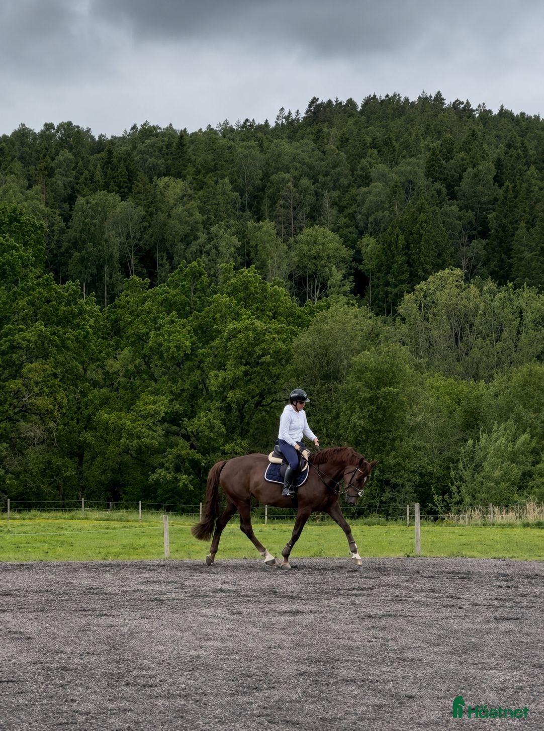  hästar Lättriden tävlingshäst valfri disciplin/verksamhet - Annons 2