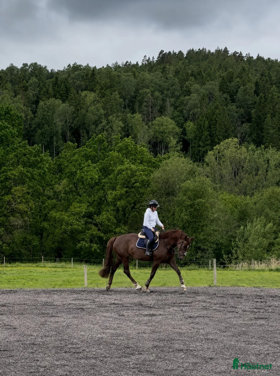 Allround hästar till salu: Lättriden tävlingshäst valfri disciplin/verksamhet - Annons 2